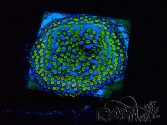 WYSIWYG Montipora tuberculosa Ultraman 11B1