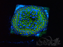 WYSIWYG Montipora tuberculosa Ultraman 11B1