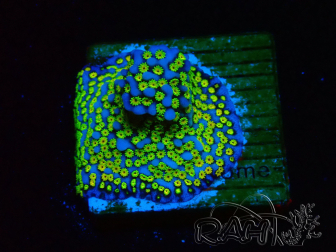 WYSIWYG Montipora tuberculosa Ultraman 11B2