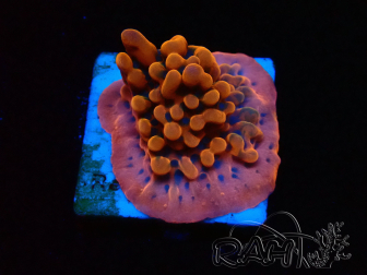 WYSIWYG JF Montipora Altered Ego 11B5