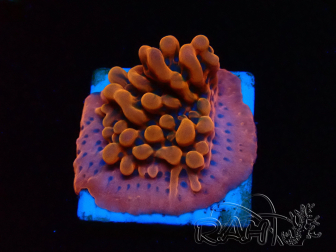WYSIWYG JF Montipora Altered Ego 11B6