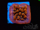 WYSIWYG JF Montipora Altered Ego 11B7