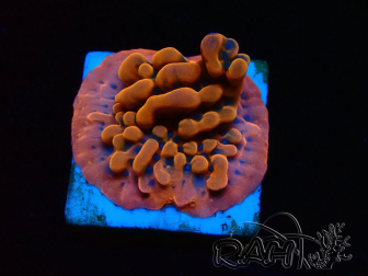 WYSIWYG JF Montipora Altered Ego