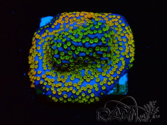 WYSIWYG Montipora Rainbow