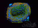 WYSIWYG Montipora Rainbow