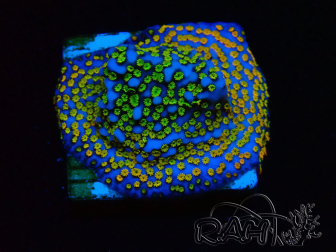 WYSIWYG Montipora Rainbow 11C3