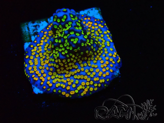 WYSIWYG Montipora Rainbow