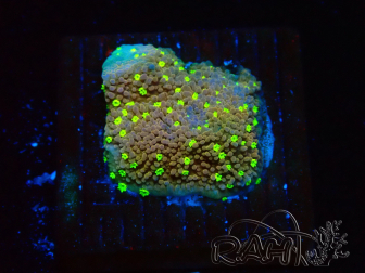 WYSIWYG Montipora Habanero 11C5
