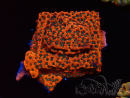 WYSIWYG WWC Montipora Dragon Fruit