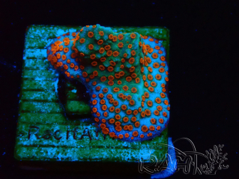 WYSIWYG RAH Montipora Reverse Sunset