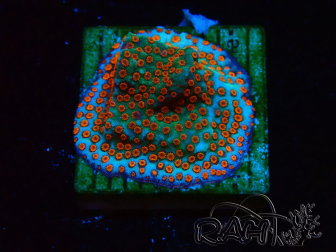 WYSIWYG RAH Montipora Reverse Sunset 11F3