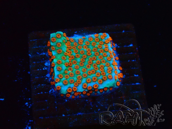 WYSIWYG RAH Montipora Reverse Sunset