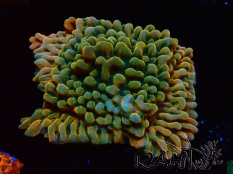 WYSIWYG JF Montipora Brain Freeze