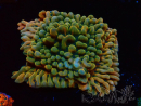 WYSIWYG JF Montipora Brain Freeze