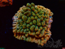 WYSIWYG JF Montipora Brain Freeze