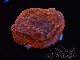 WYSIWYG SK Snow Montipora plateau 11H1