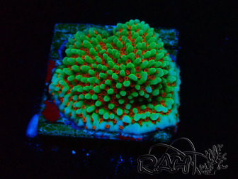 WYSIWYG Montipora Grinch