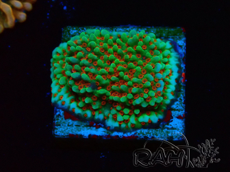 WYSIWYG Montipora Grinch 11L4