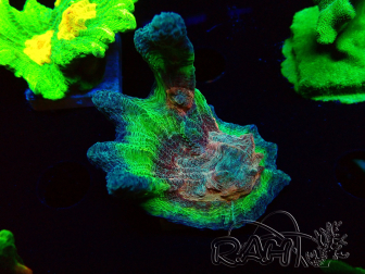 WYSIWYG RAH Pectinia Rainbow 4
