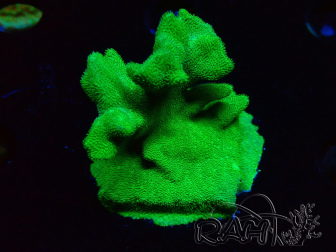 WYSIWYG - RAH Psammocora Green Branching