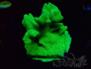 WYSIWYG - RAH Psammocora Green Branching