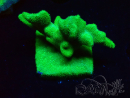 WYSIWYG - RAH Psammocora Green Branching