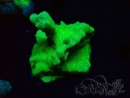 WYSIWYG - RAH Psammocora Green Branching 6