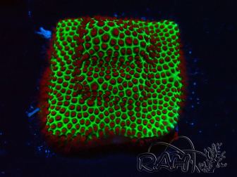 WYSIWYG RAH Red Eye Porites