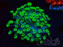 WYSIWYG RAH Alveopora Green Goblin 17D3