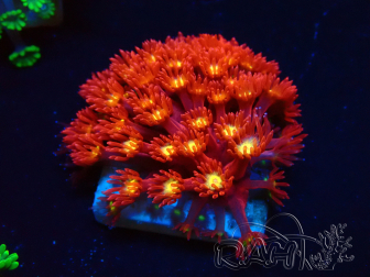 WYSIWYG Bernardpora stutchburyi