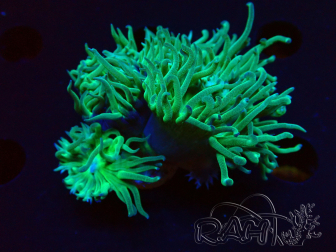 WYSIWYG Duncanopsammia axifuga Verde