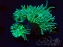 WYSIWYG Duncanopsammia axifuga Green 1