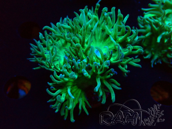 WYSIWYG Duncanopsammia axifuga Verde