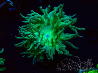 WYSIWYG Duncanopsammia axifuga Verde