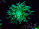 WYSIWYG Duncanopsammia axifuga Verde