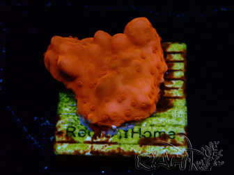 WYSIWYG Montipora Setosa Grafted