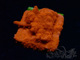 WYSIWYG Montipora Setosa 11A8