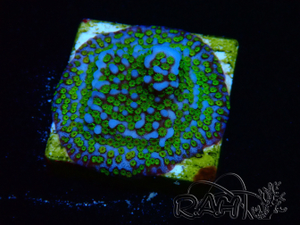 WYSIWYG Montipora Ultraman