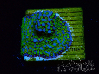 WYSIWYG Montipora tuberculosa Ultraman 11B2