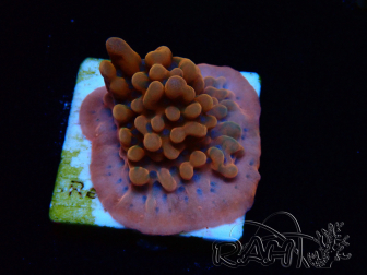 WYSIWYG JF Montipora Altered Ego