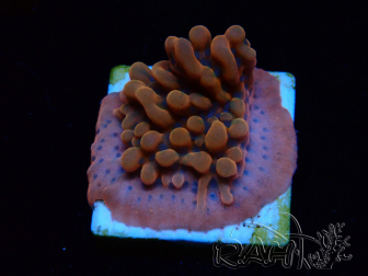 WYSIWYG JF Montipora Altered Ego