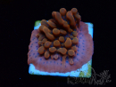 WYSIWYG JF Montipora Altered Ego