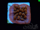 WYSIWYG JF Montipora Altered Ego