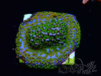 WYSIWYG Montipora Rainbow