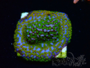 WYSIWYG Montipora Rainbow