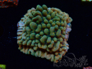 WYSIWYG JF Montipora Brain Freeze 11G2