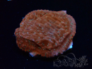 WYSIWYG SK Snow Montipora Platte