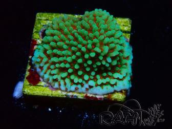 WYSIWYG Montipora Grinch