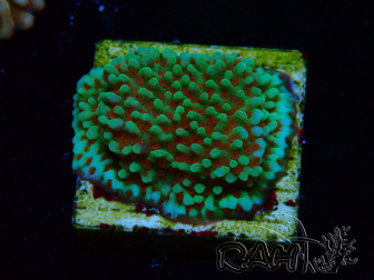 WYSIWYG Montipora Grinch