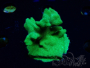 WYSIWYG - RAH Psammocora Green Branching